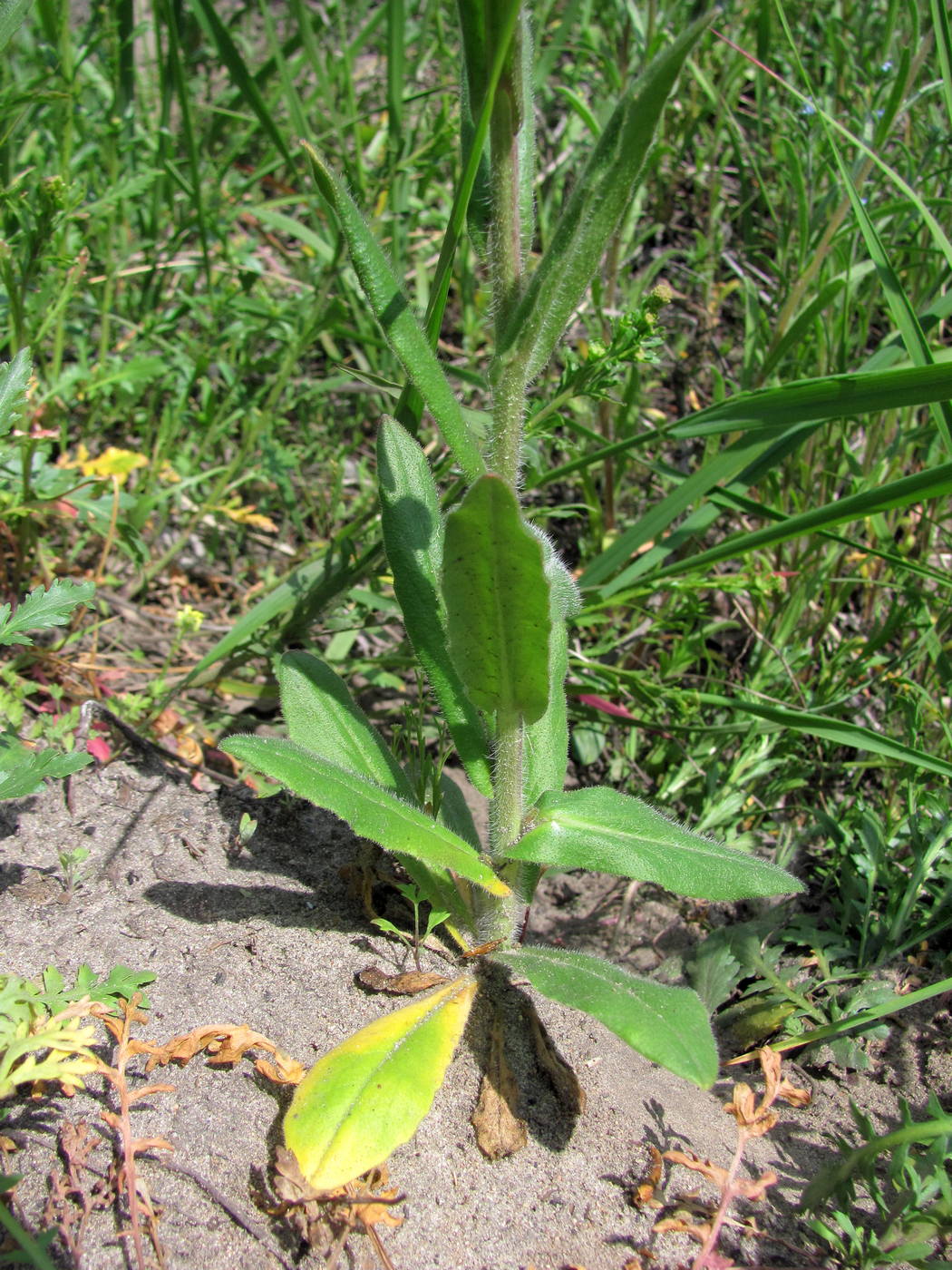 Изображение особи Camelina microcarpa.