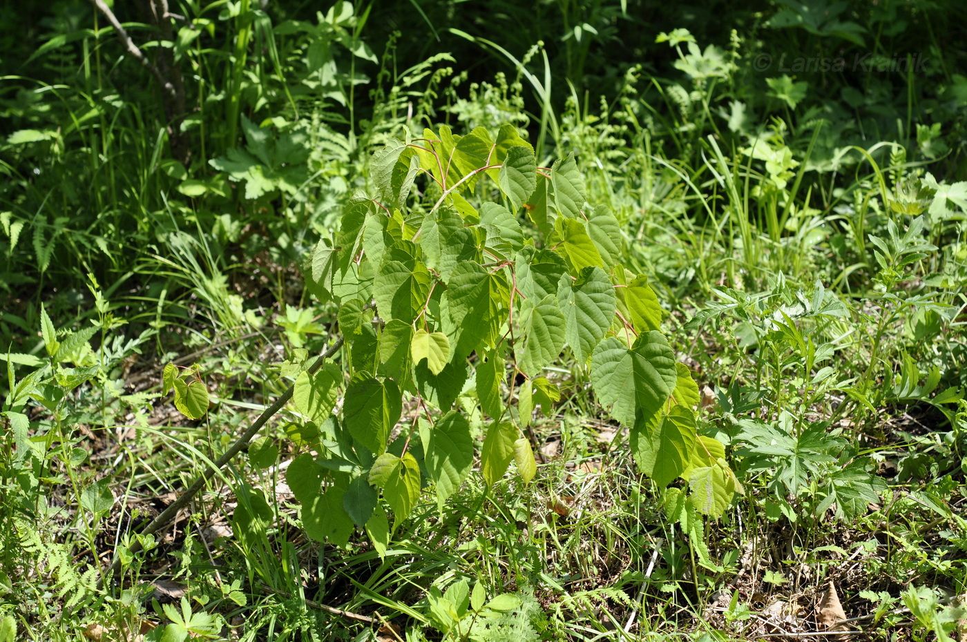 Изображение особи Tilia amurensis.