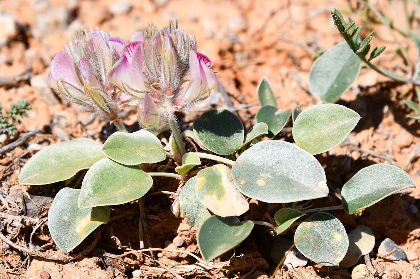 Image of Hedysarum plumosum specimen.