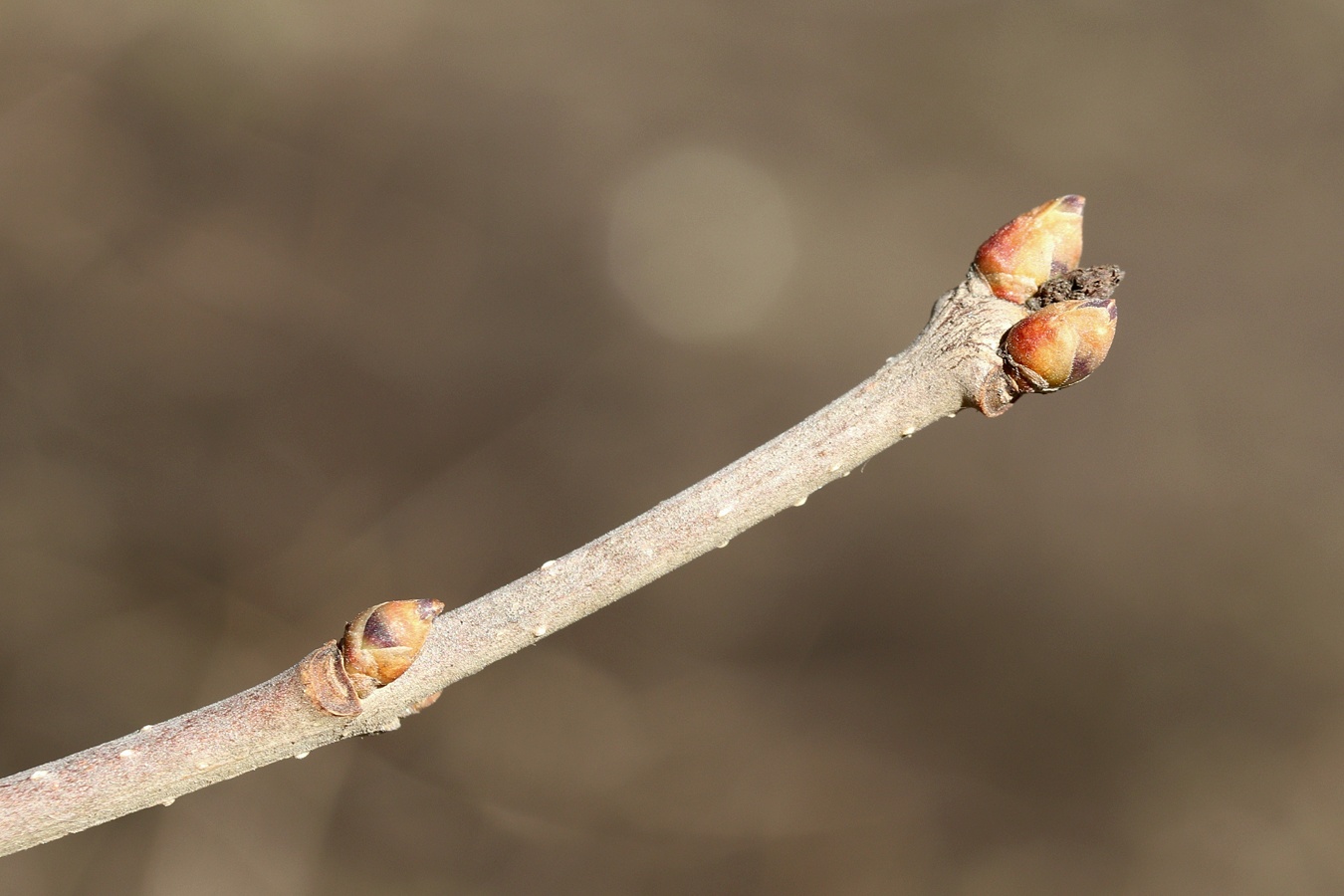 Image of Syringa × henryi specimen.
