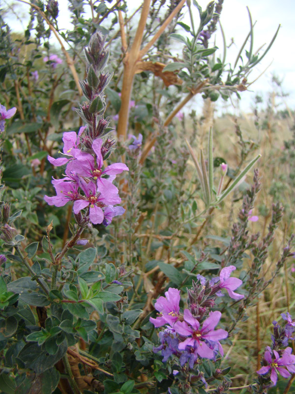 Image of genus Lythrum specimen.
