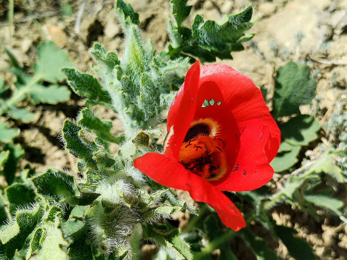 Изображение особи Glaucium corniculatum.