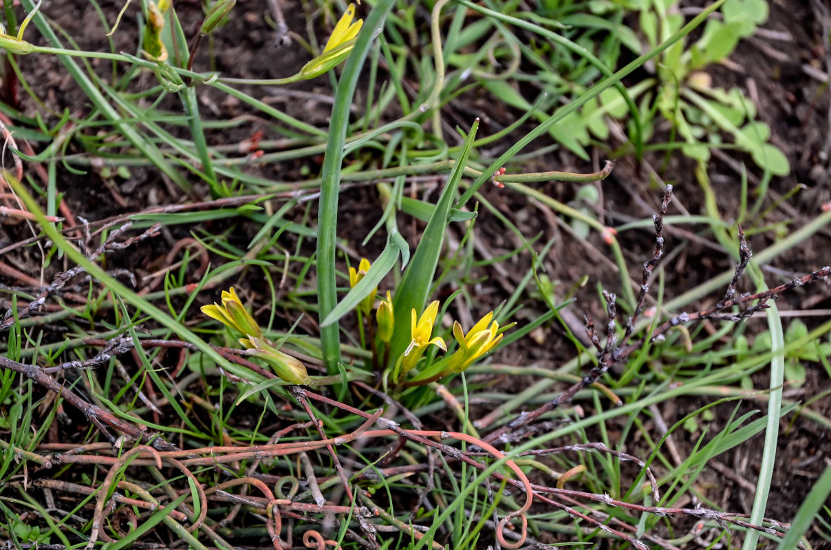 Image of genus Gagea specimen.