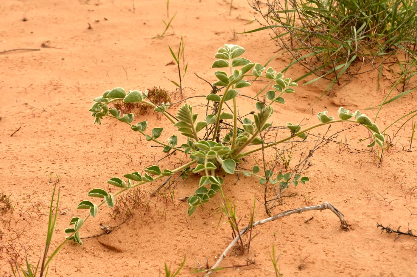 Изображение особи Astragalus lehmannianus.