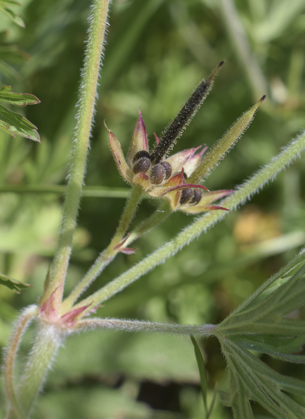 Image of Geranium dissectum specimen.