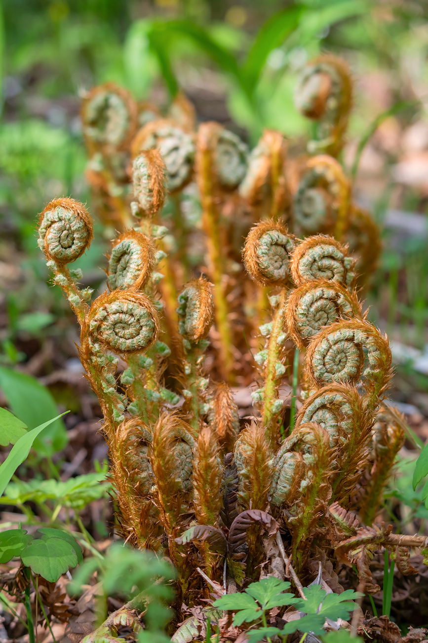 Image of Dryopteris crassirhizoma specimen.