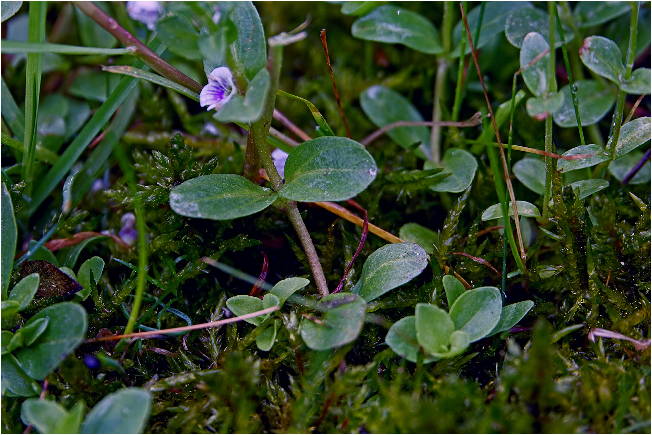 Image of Veronica serpyllifolia specimen.
