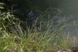 Carex remota