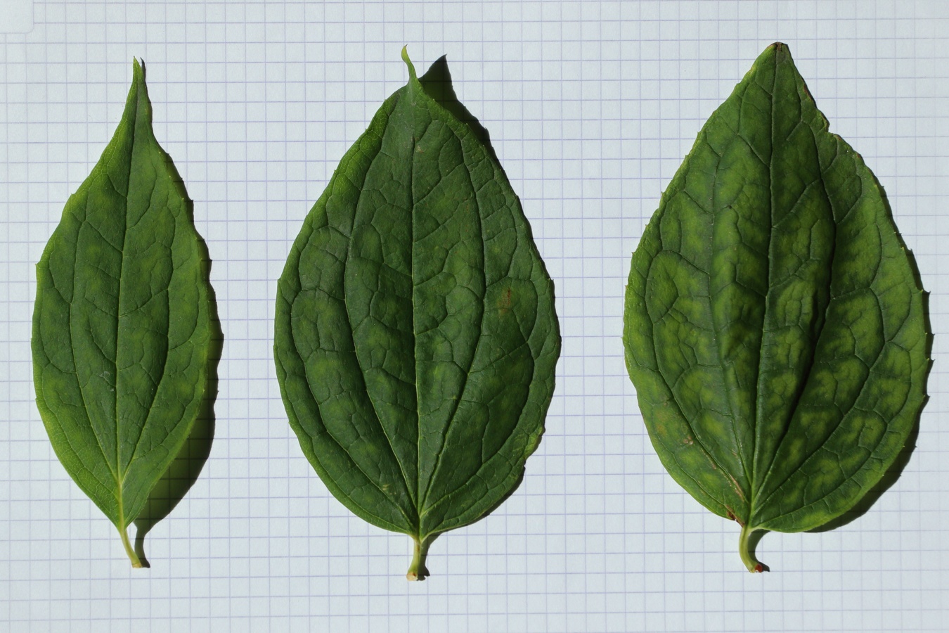 Image of genus Philadelphus specimen.