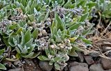 Смотреть изображение род Helichrysum
