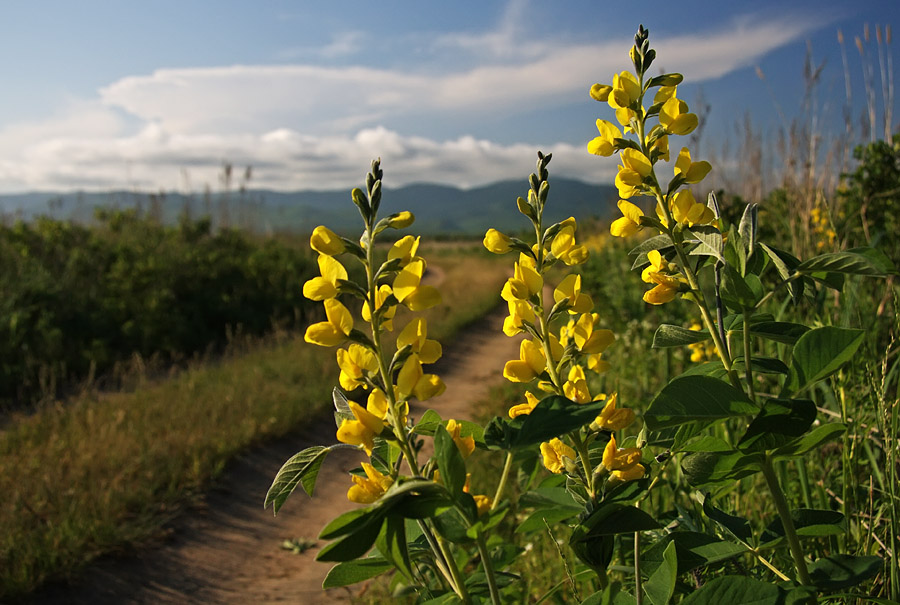 Изображение особи Thermopsis lupinoides.