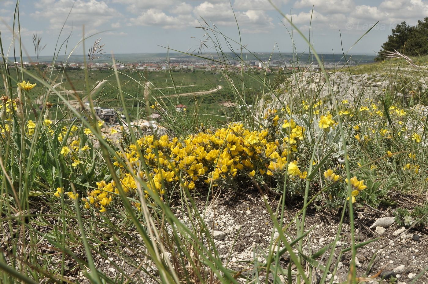 Image of genus Chamaecytisus specimen.
