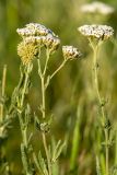 genus Achillea. Верхушки растений с соцветиями. Ростовская обл., Зерноградский р-н, окр. хут. Заполосный, степной склон. 07.06.2026.