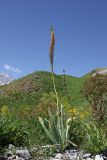 род Eremurus