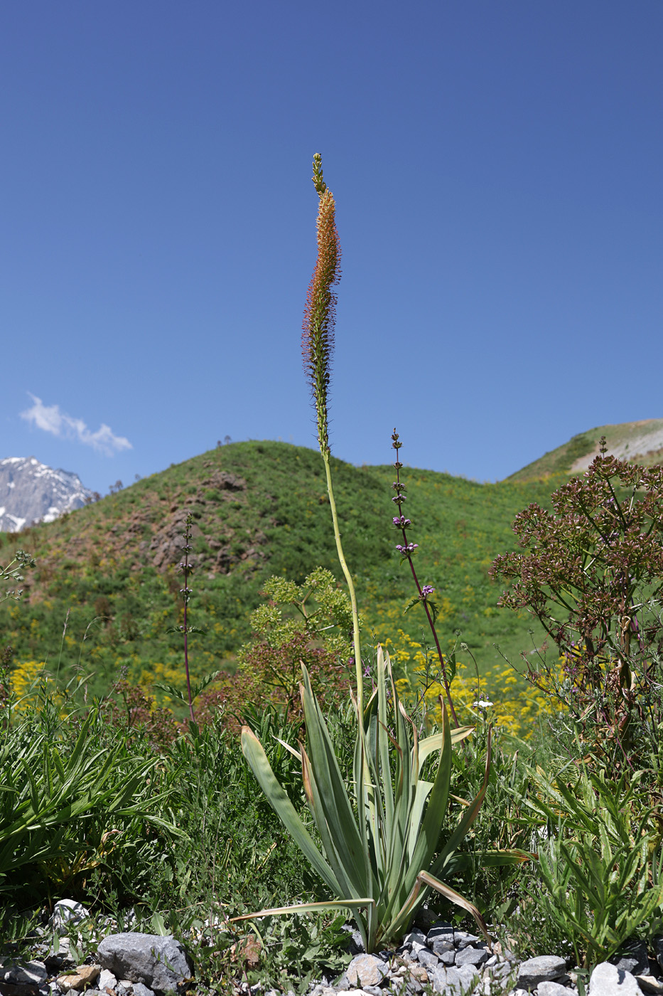 Изображение особи род Eremurus.