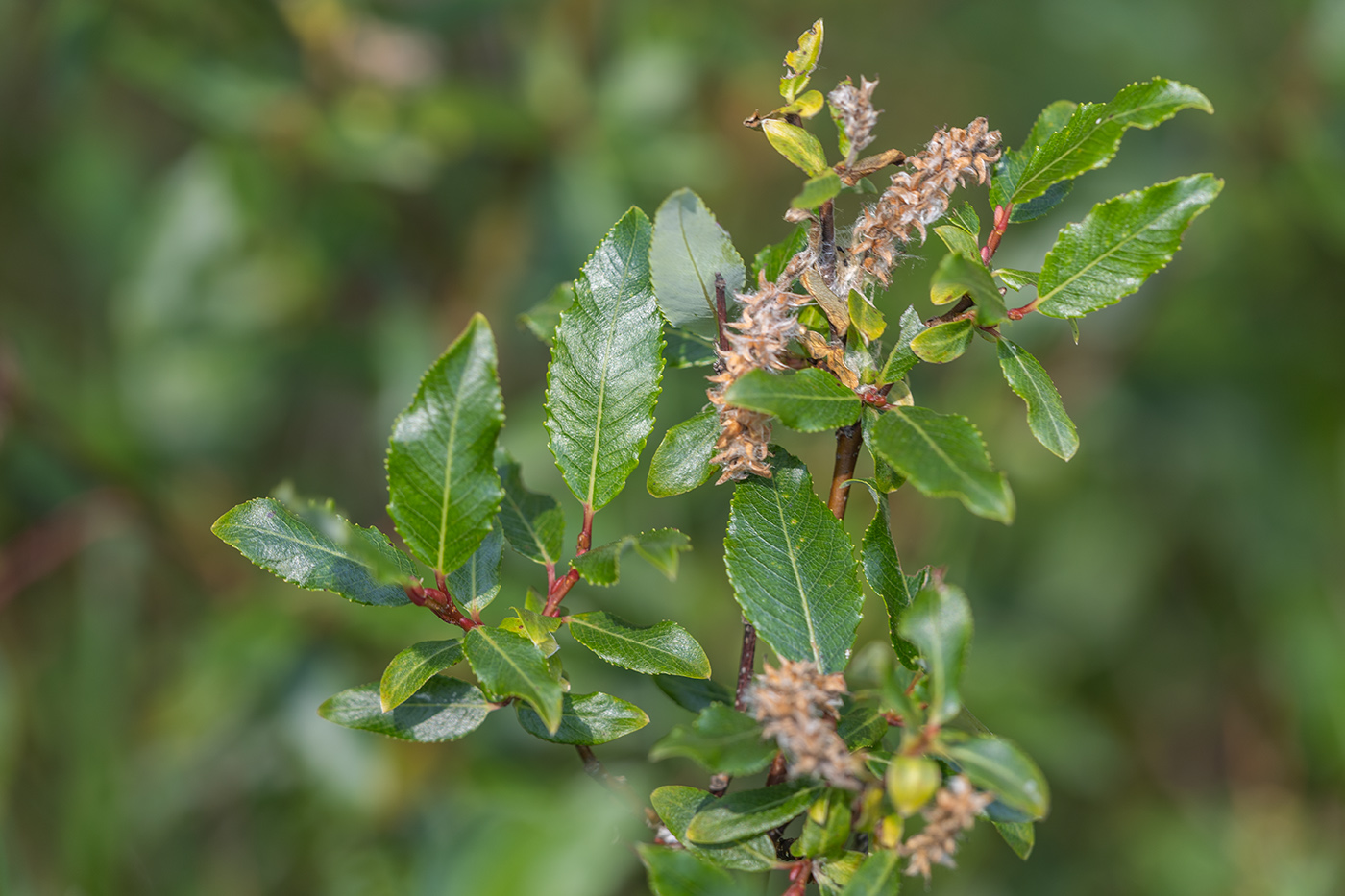 Image of genus Salix specimen.