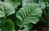 Brassica oleracea