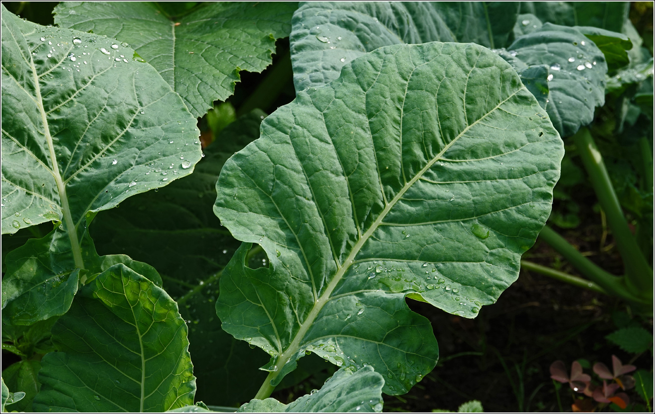 Image of Brassica oleracea specimen.