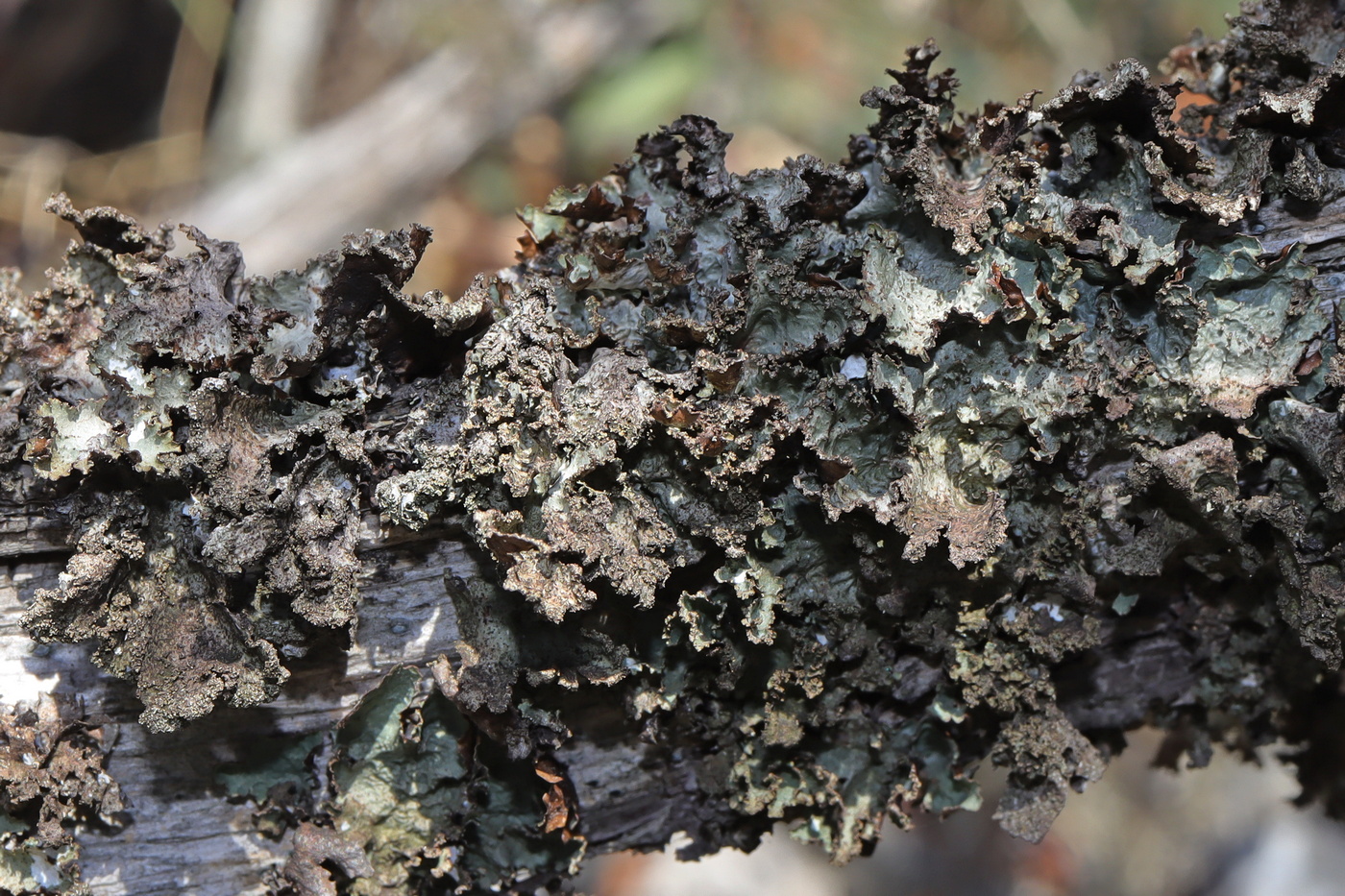 Image of Platismatia glauca specimen.