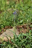 genus Muscari. Отцветающее растение. Турция, ил Артвин, р-н Юсуфели, окр. дер. Дамлаташ, выс. 1925 м н.у.м., луг. 13 июня 2026 г.