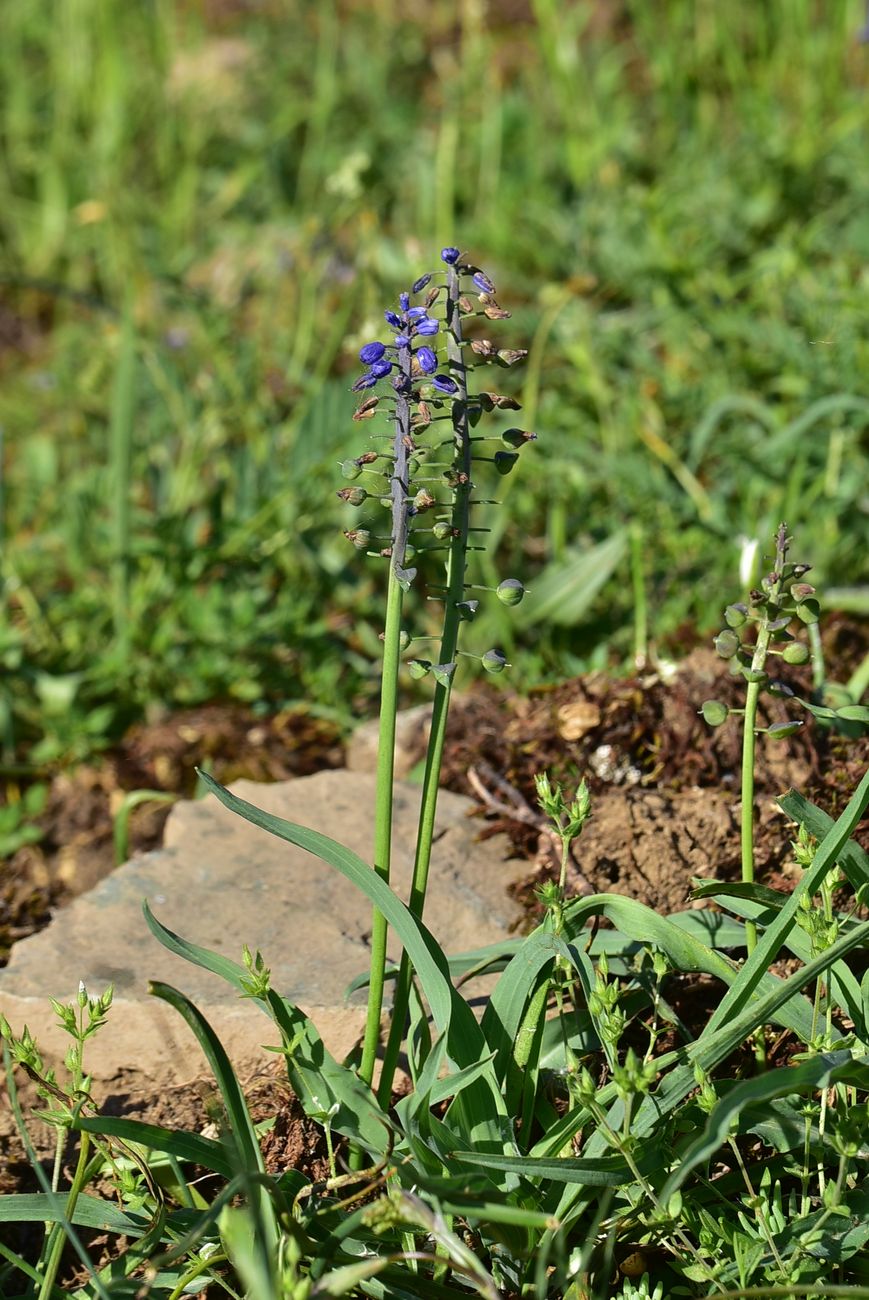 Image of genus Muscari specimen.