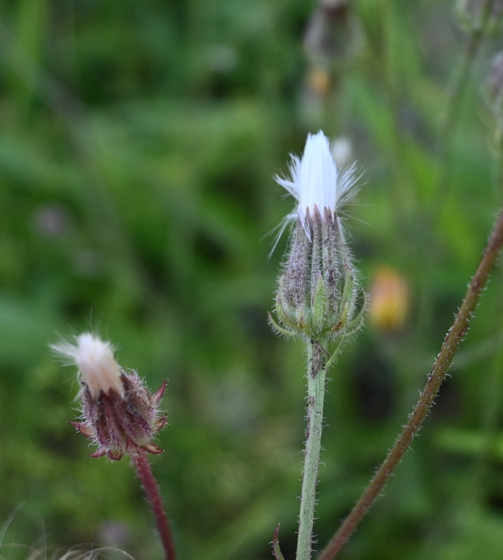 Изображение особи семейство Asteraceae.