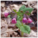 Pulmonaria obscura. Соцветие. Республика Татарстан, Верхнеуслонский р-н, памятник природы \"Кликовский склон\". 01.05.2005.