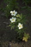 genus Anemone. Цветущее растение. Владивосток, ботанический сад-институт ДВО РАН. 18 июня 2011 г.