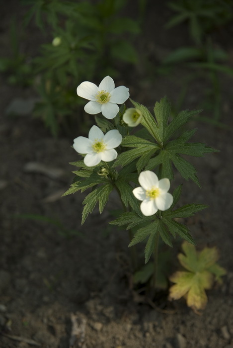 Изображение особи род Anemone.