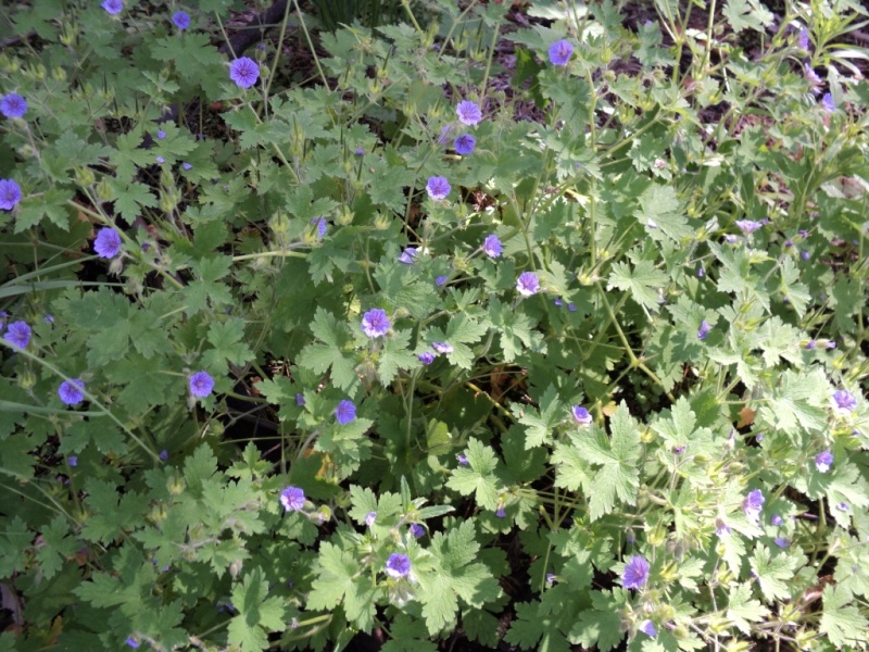 Изображение особи Geranium bohemicum.