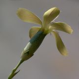 Dianthus marschallii. Цветок. Южный берег Крыма, лес возле Понизовки. 10 июля 2011 г.