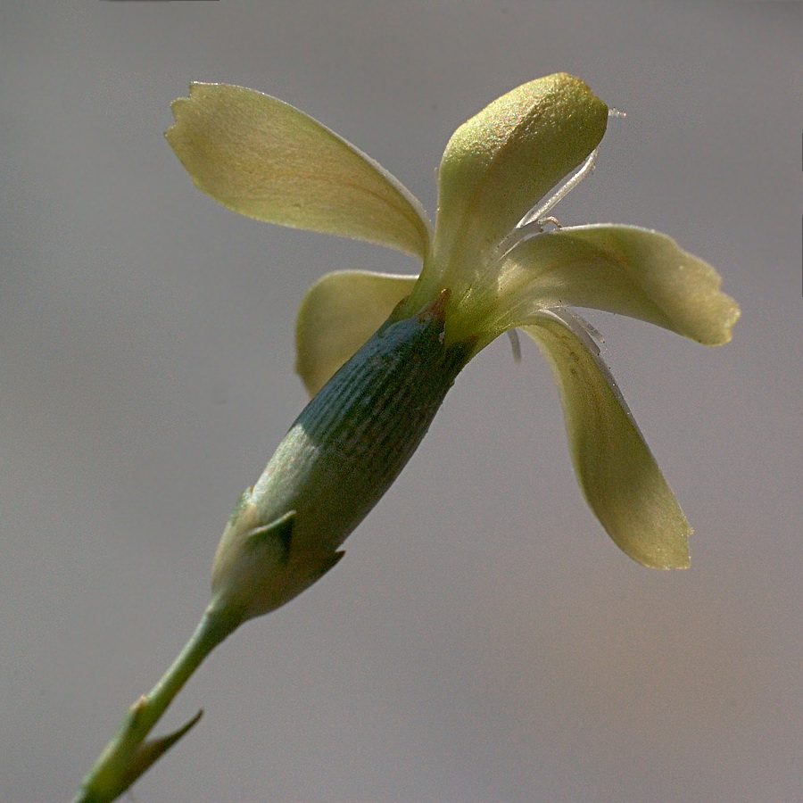 Image of Dianthus marschallii specimen.