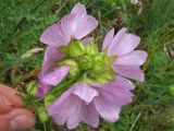 Malva moschata