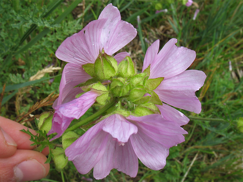 Изображение особи Malva moschata.