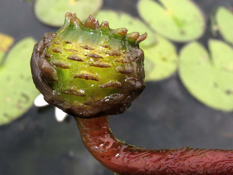 Image of Nymphaea candida specimen.