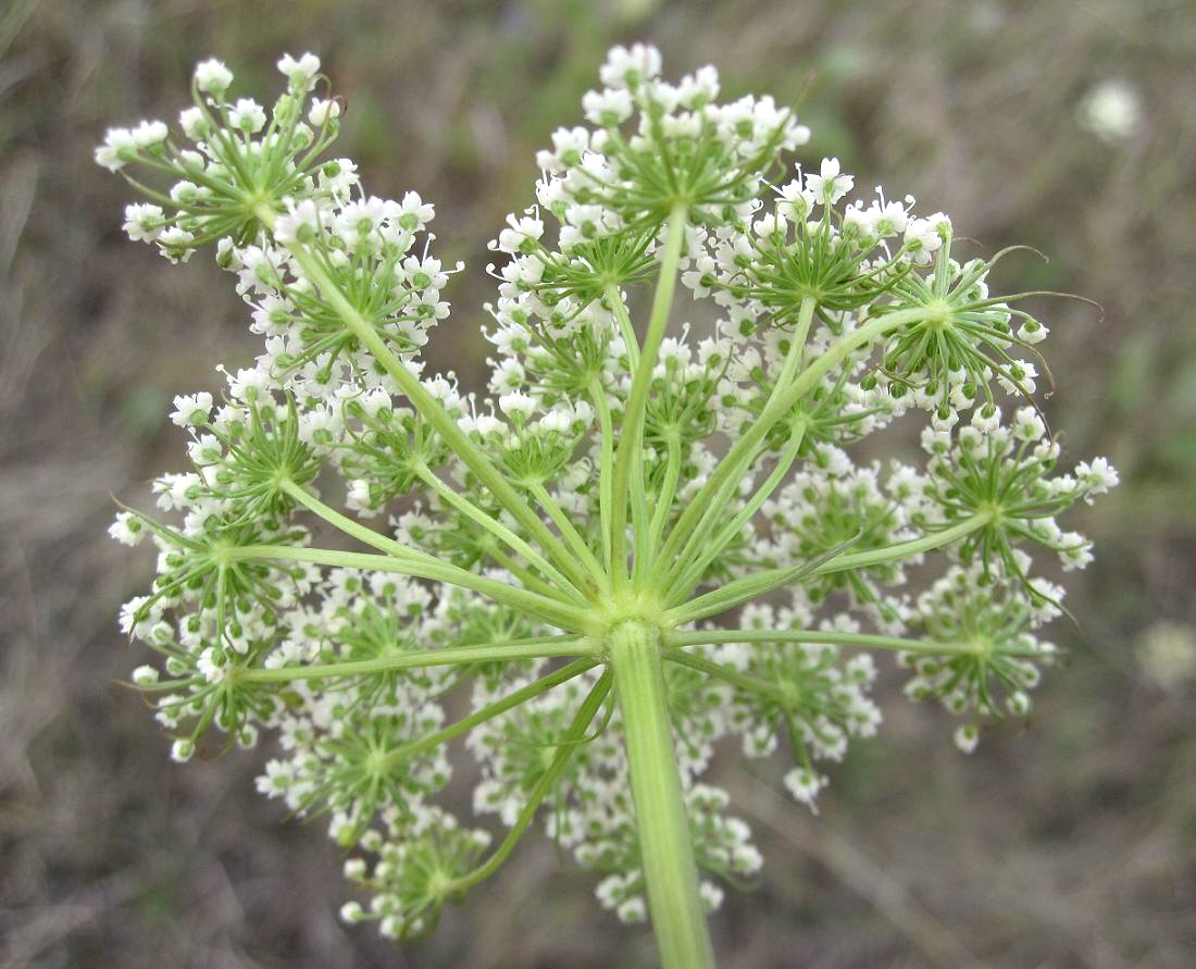 Image of Kadenia dubia specimen.