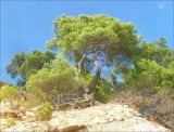 Pinus pityusa