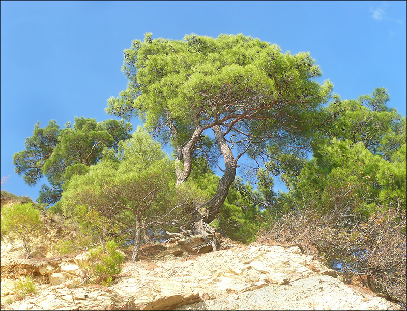 Image of Pinus pityusa specimen.