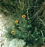 Image of taxon representative. Author is Алим Газиев