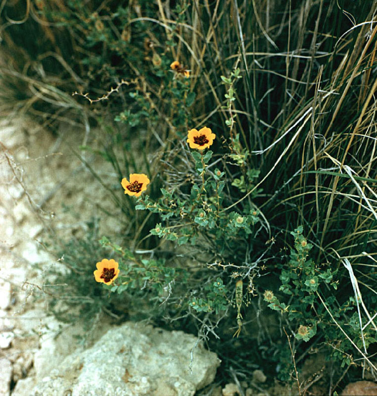 Image of Rosa persica specimen.