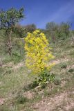 genus Ferula. Цветущее растение на горном склоне. Таджикистан, восточные склоны гор Санглак, 1300 м н.у.м. 24.04.2011.