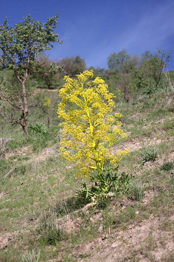 Изображение особи род Ferula.