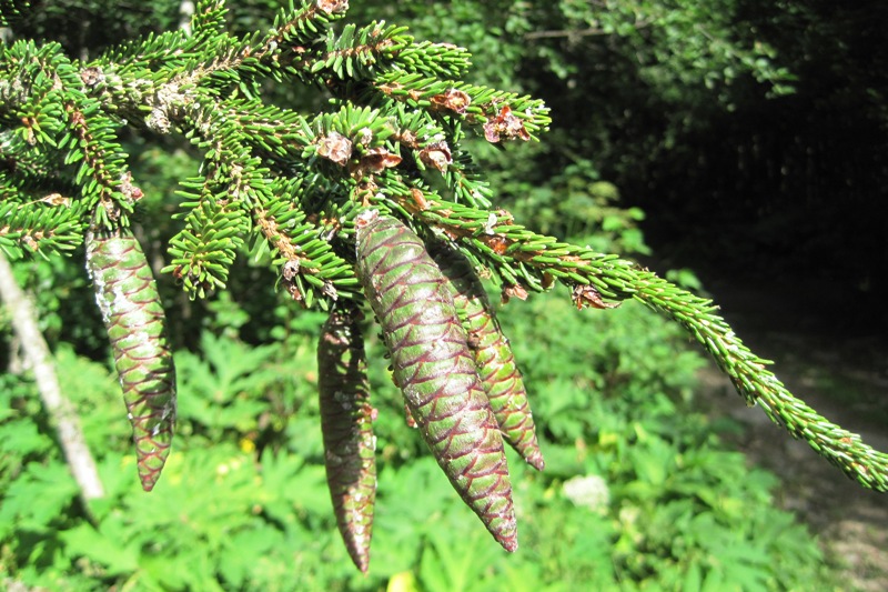 Image of Picea orientalis specimen.