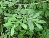 Salix aurita × S. dasyclados