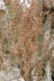 Haloxylon aphyllum