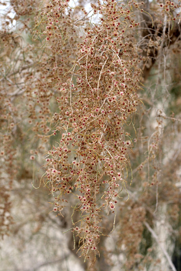 Image of Haloxylon aphyllum specimen.