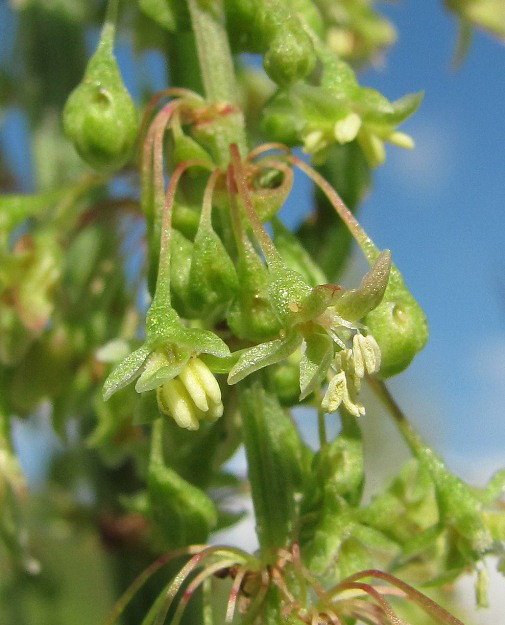 Image of Rumex aquaticus specimen.