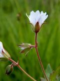 Geranium krylovii. Соцветие. Полярный Урал, верховье ручья Юнковож. 19.07.2011.