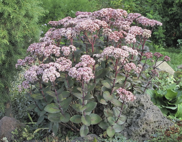 Image of genus Hylotelephium specimen.