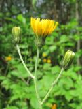 Hieracium vulgatum. Верхушки побегов с соцветиями. Архангельская обл., Вельский р-н, у дороги. 08.07.2011.